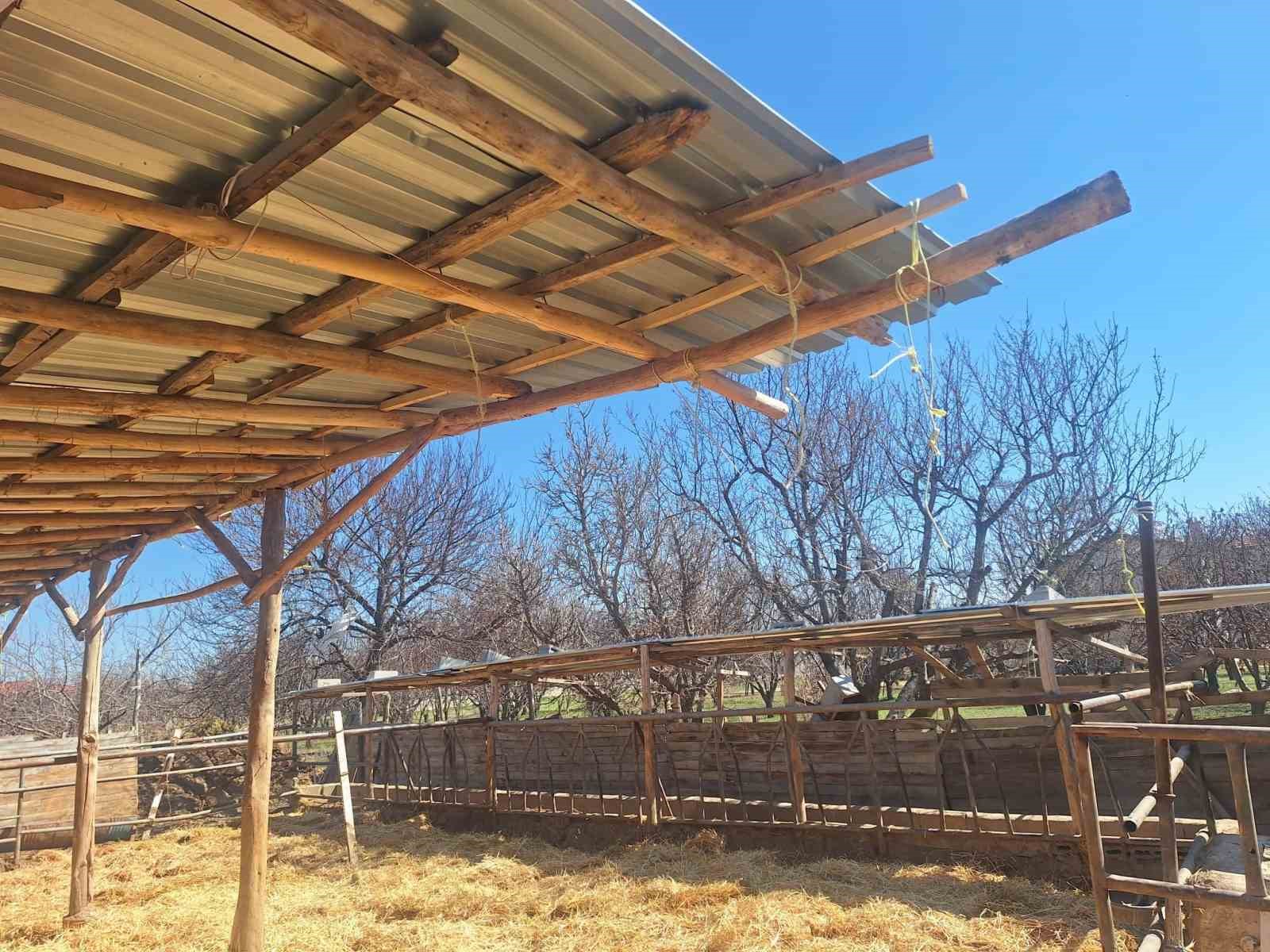 Konya’da sosyal medyaya yansıyan hayvancılık işletmesi görüntülerine inceleme
