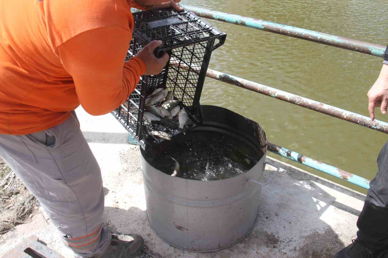 Konya’nın ’denizinde’ balıkları kurtarmak için zamanla yarış
