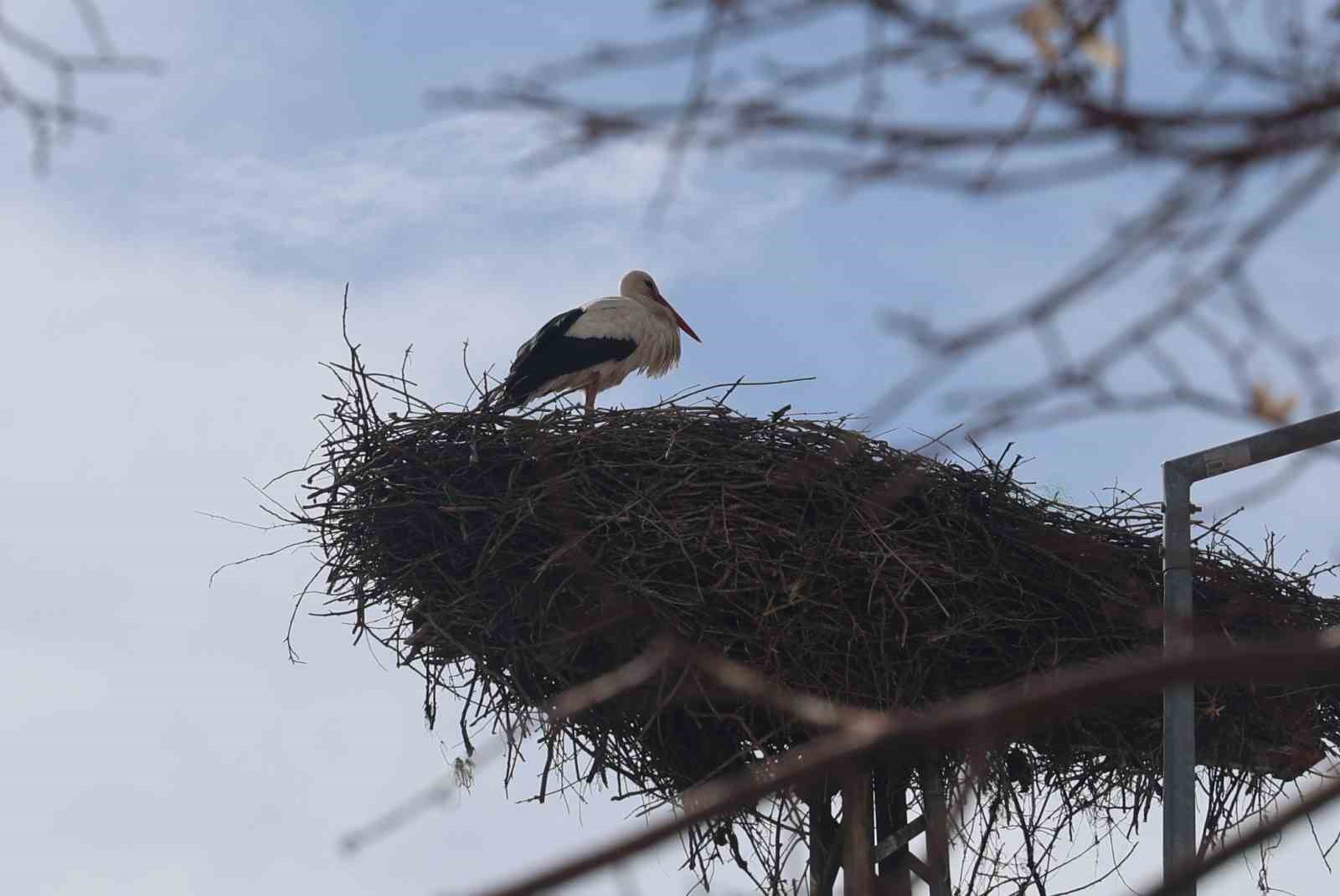 Konya’nın leylekleri direkteki yuvalarına geldi
