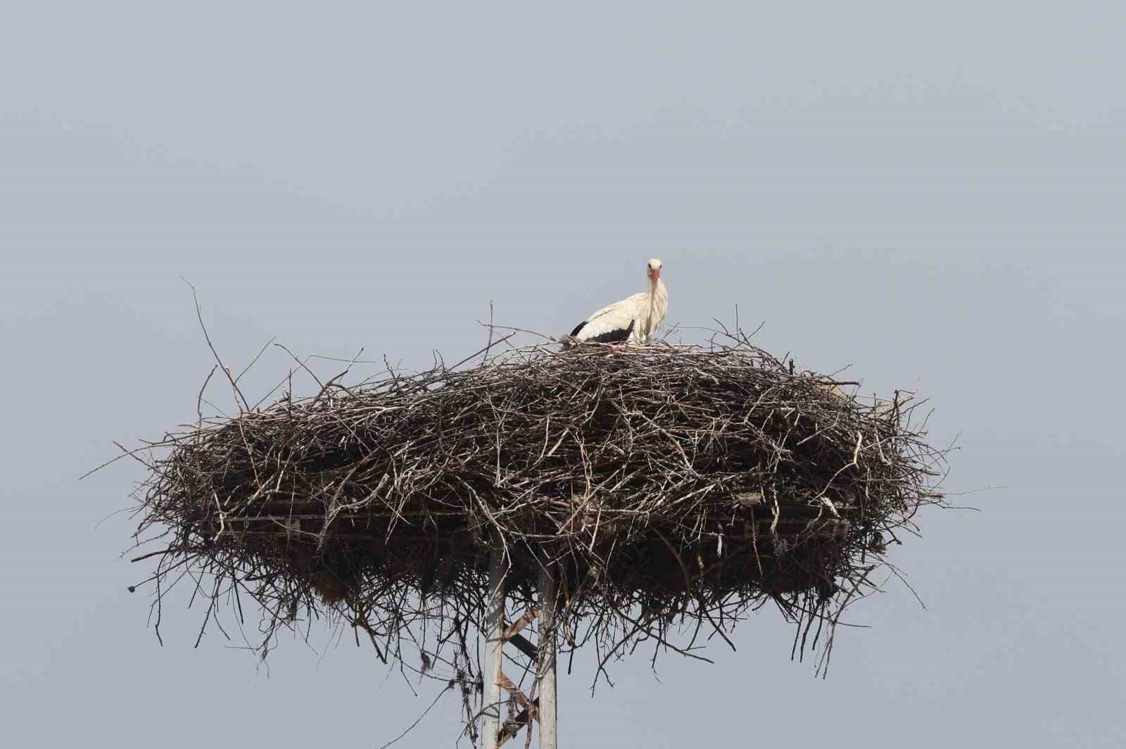 Konya’nın leylekleri direkteki yuvalarına geldi
