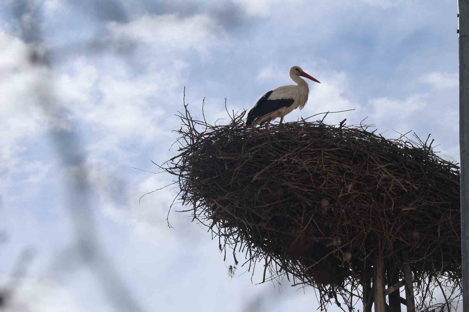 Konya’nın leylekleri direkteki yuvalarına geldi
