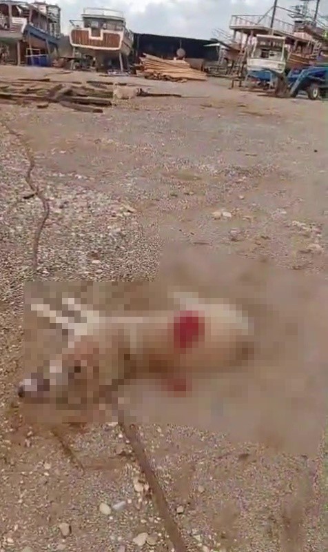 Köpeği av tüfeğiyle öldürdü, gözaltına alındı
