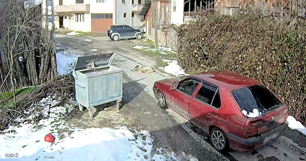 Köpeği ezen sürücü yakalandı
Köpeği ezen sürücü yakalandı