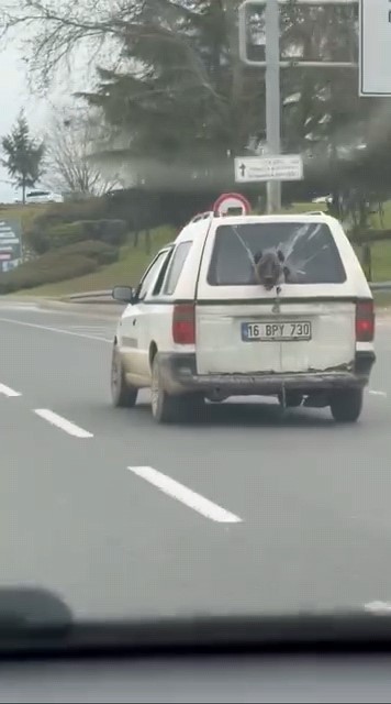 Köpeğin komik anları kamerada
