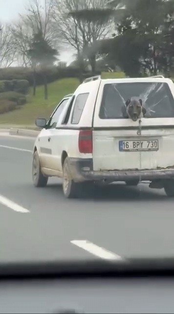 Köpeğin komik anları kamerada
