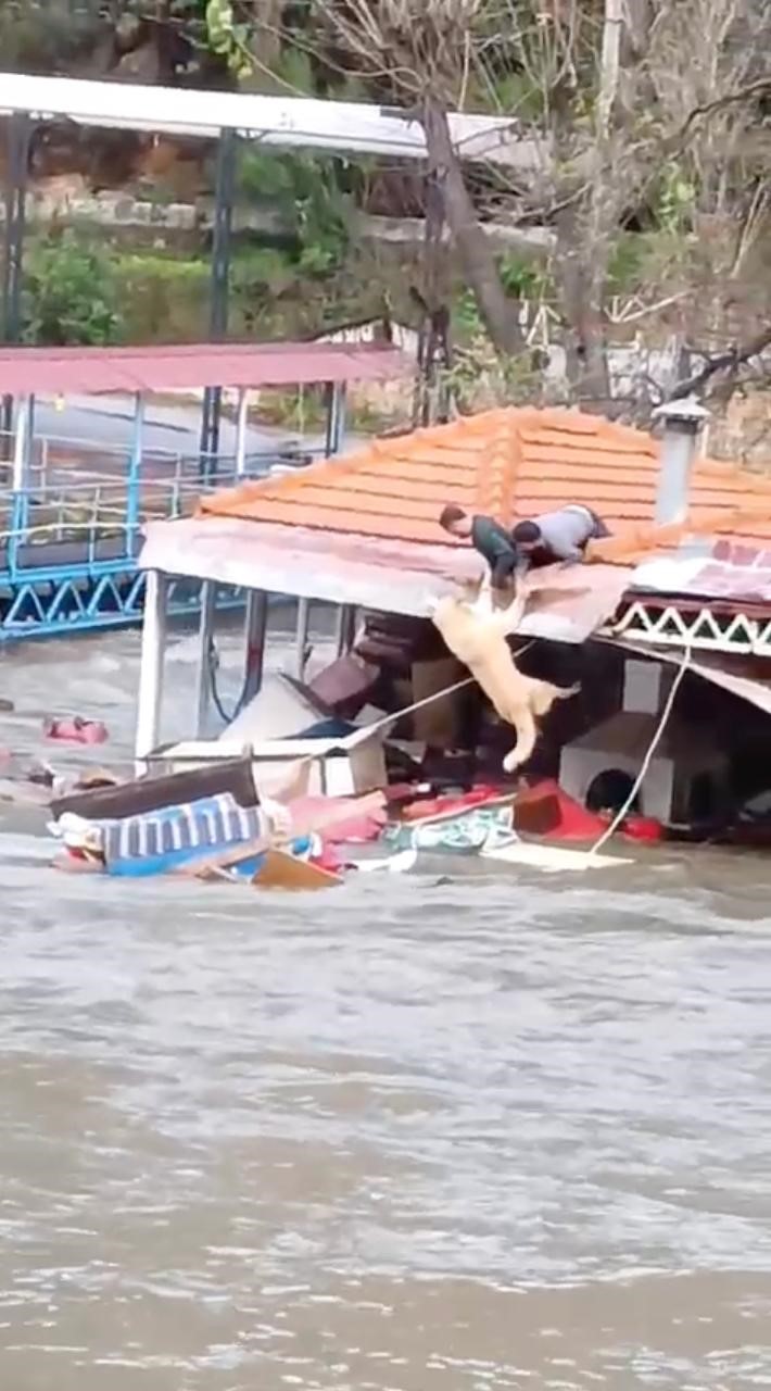 Köpeğini sel sularından kurtaran sahibi o anları anlattı
