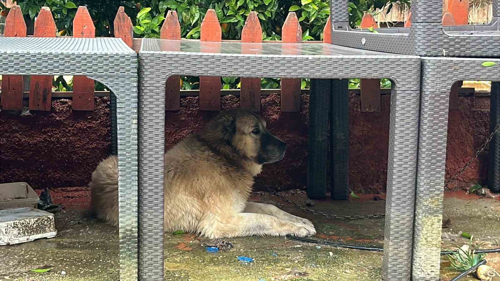 Köpeğini sel sularından kurtaran sahibi o anları anlattı
