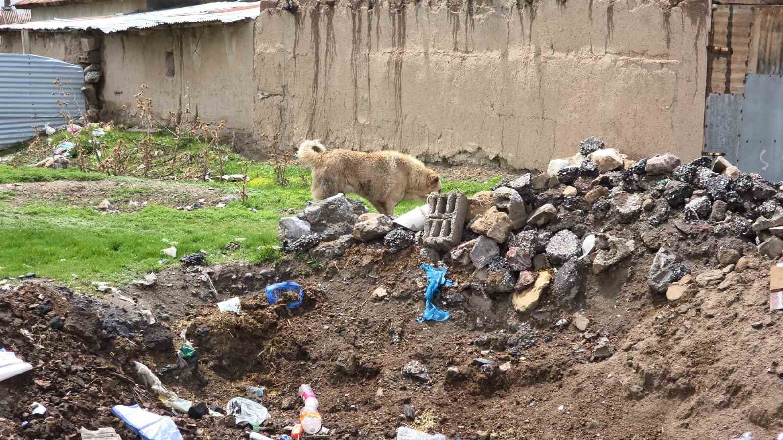 Köpek dehşetinin görüntüleri ortaya çıktı
