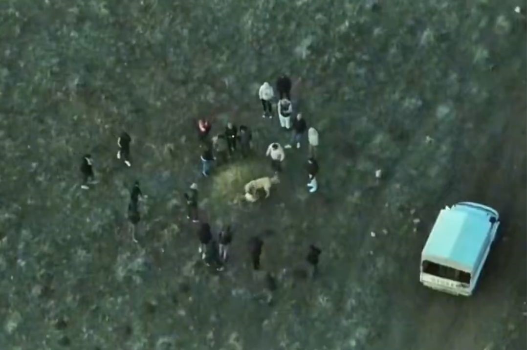 Köpek dövüştüren şahıslara jandarmadan dronlu baskın
