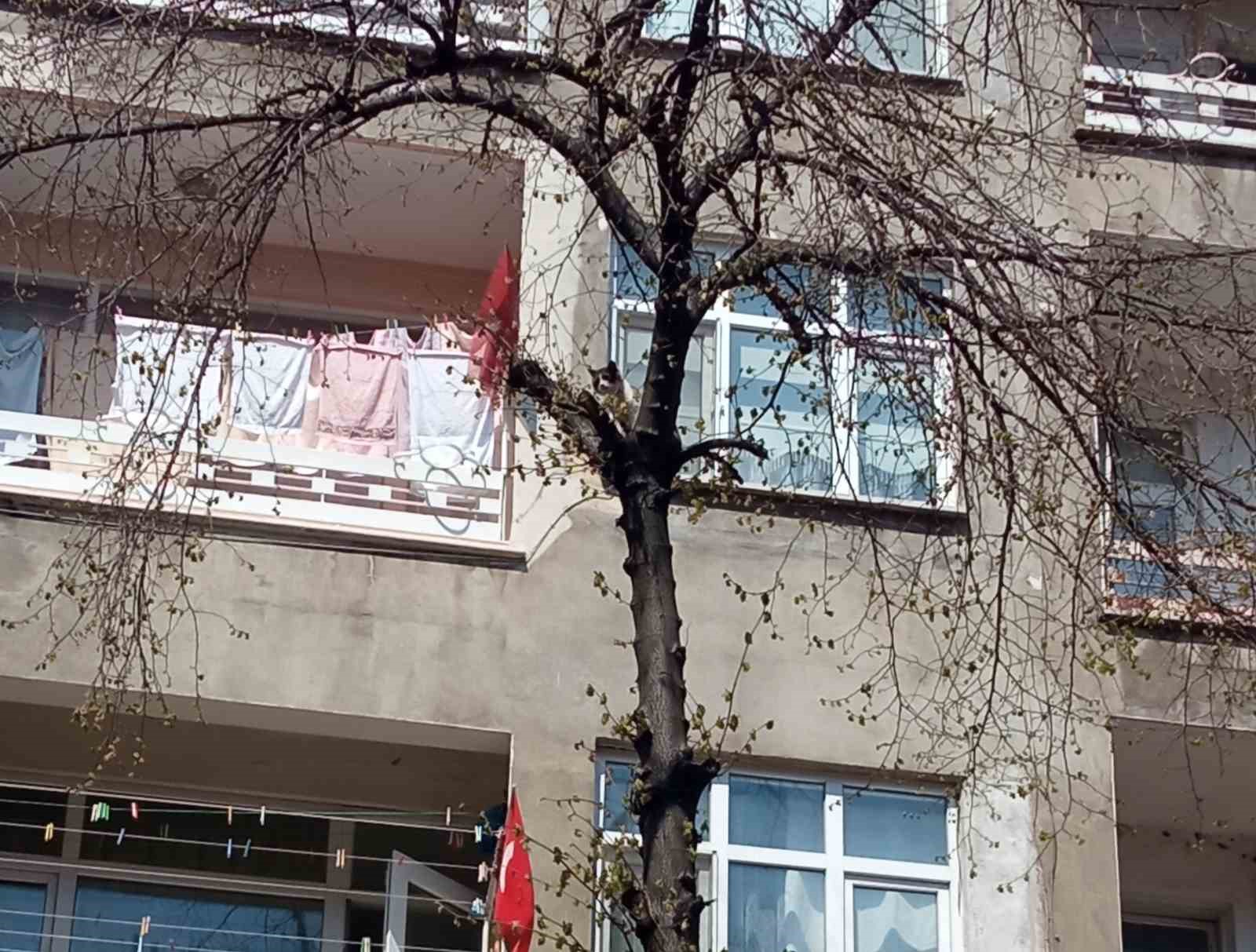 Köpeklerden kaçan kedinin imdadına itfaiye yetişti
