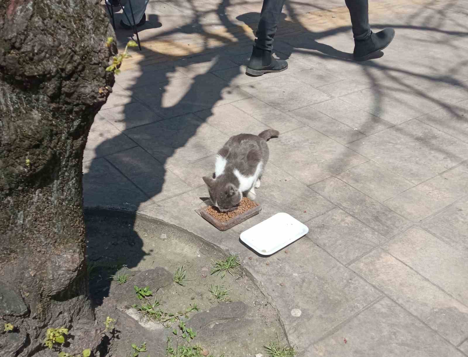 Köpeklerden kaçan kedinin imdadına itfaiye yetişti
