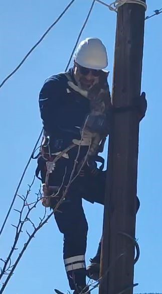 Köpeklerden korkup elektrik direğine çıkan kedi kurtarıldı
