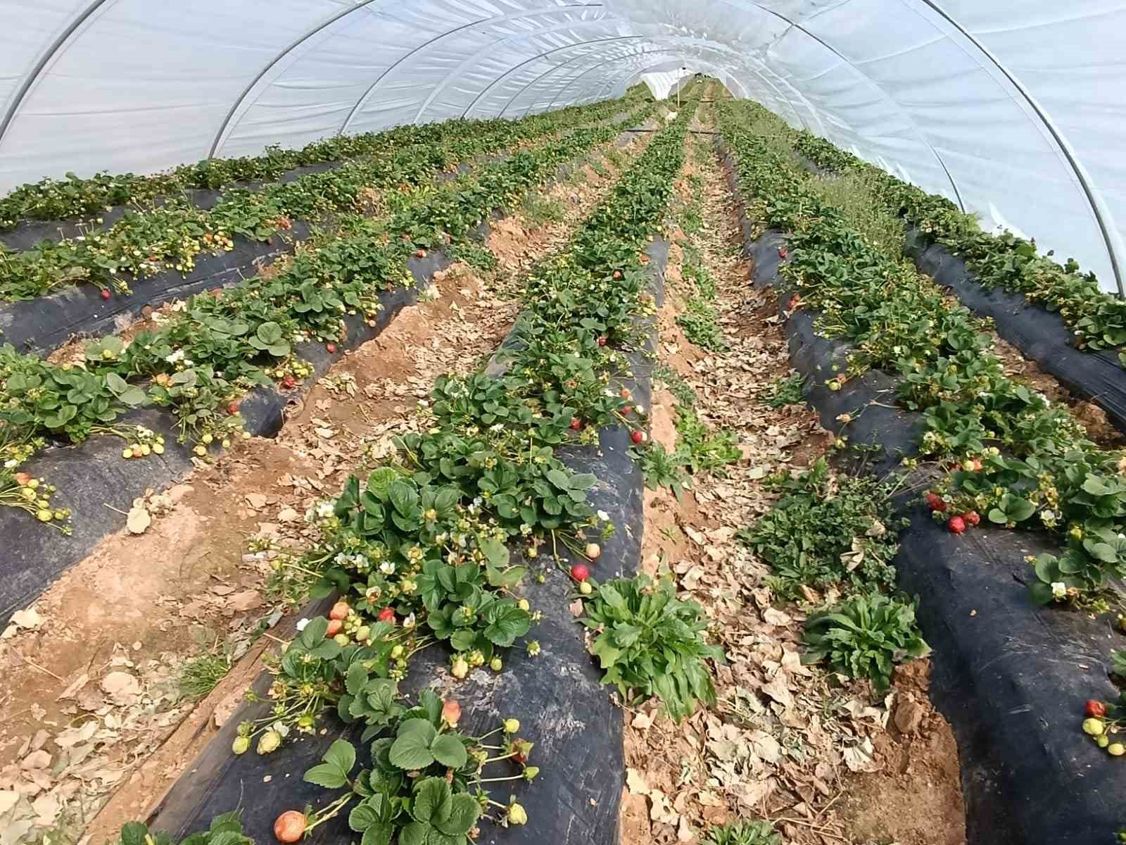 Köprübaşı çileği altın sezonunu yaşıyor
