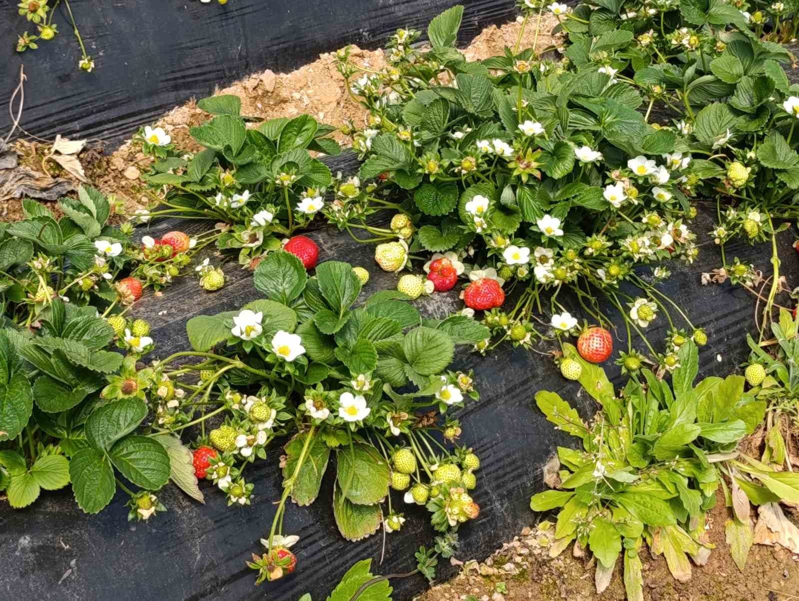 Köprübaşı çileği altın sezonunu yaşıyor
