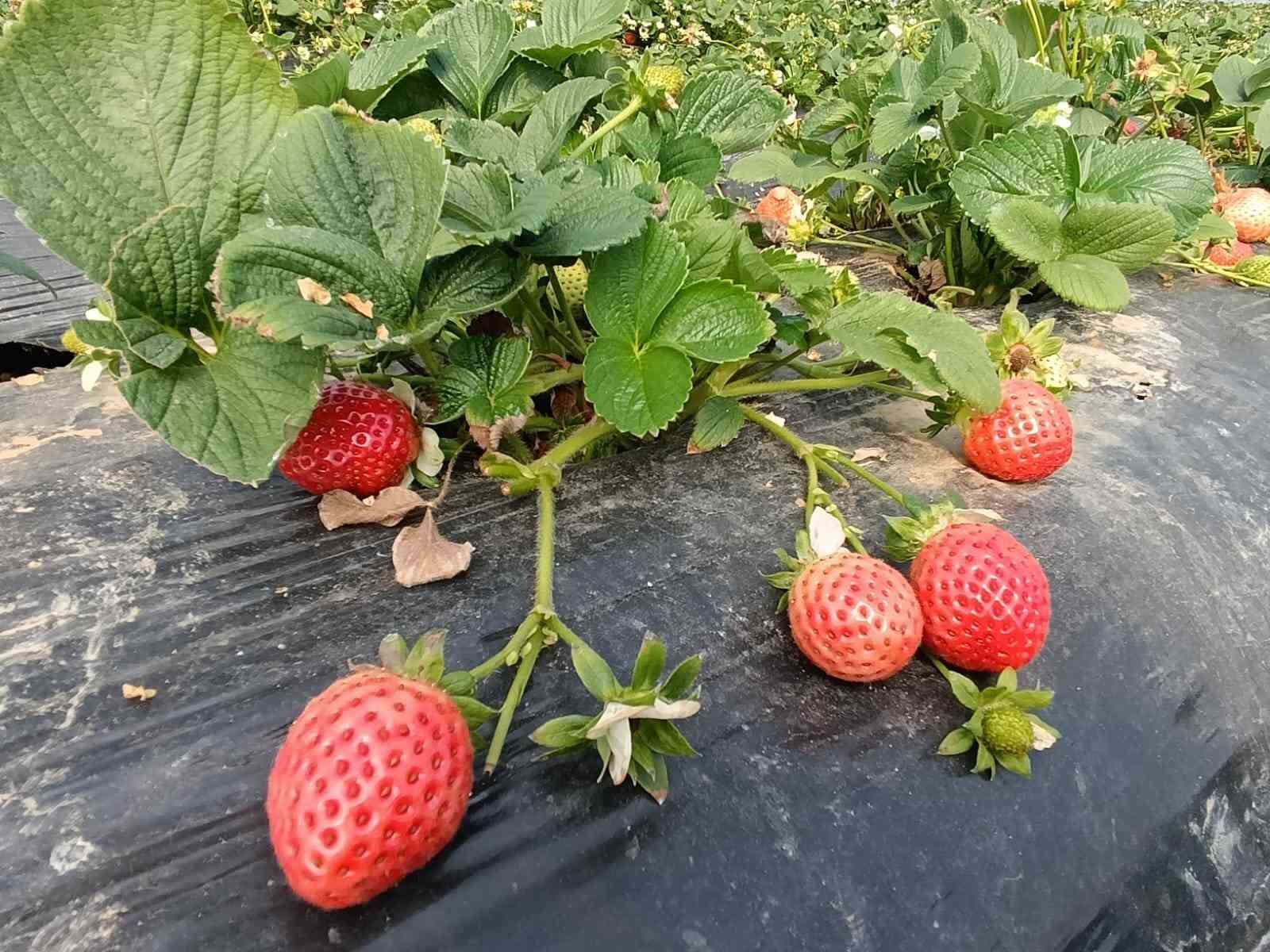 Köprübaşı çileği altın sezonunu yaşıyor
