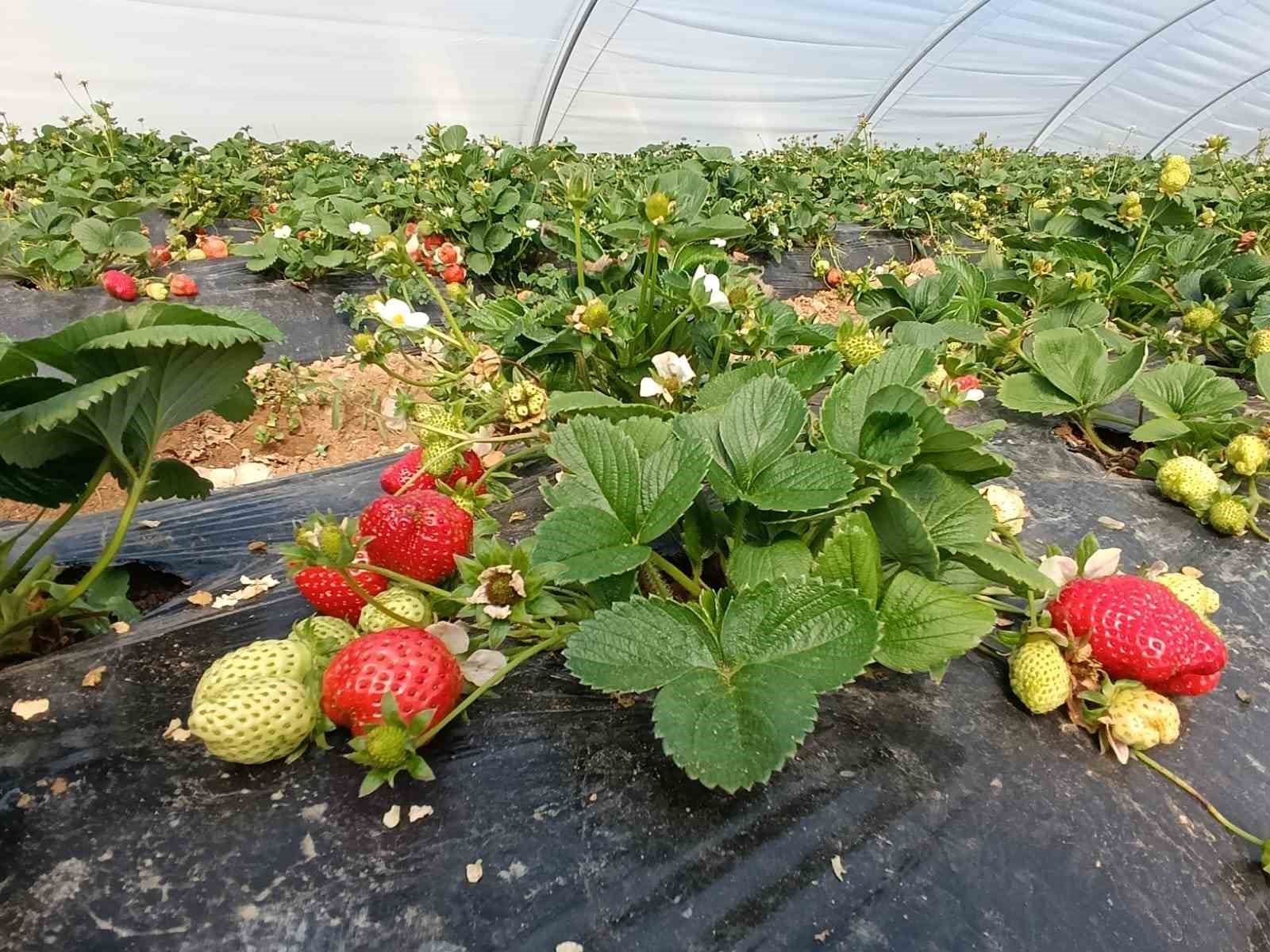 Köprübaşı çileği altın sezonunu yaşıyor
