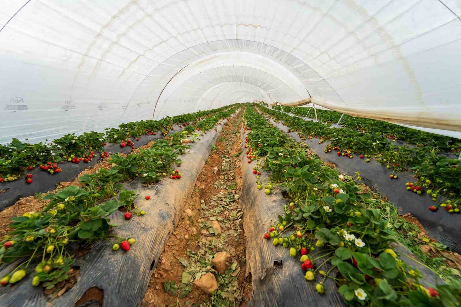 Köprübaşı çileği bu sene de çiftçinin yüzünü güldürdü
