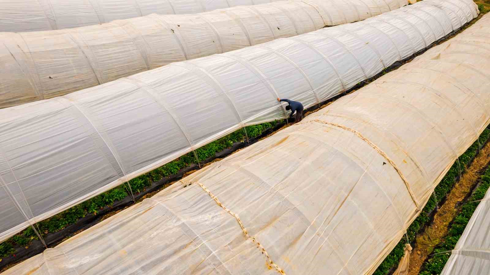 Köprübaşı çileği bu sene de çiftçinin yüzünü güldürdü
