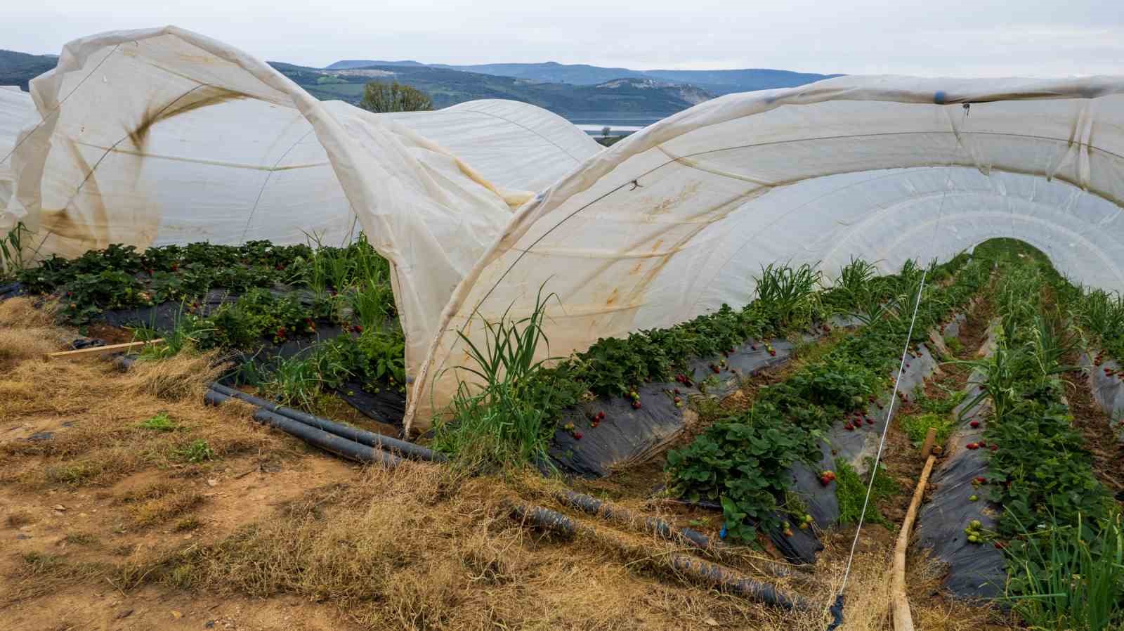 Köprübaşı çileği bu sene de çiftçinin yüzünü güldürdü
