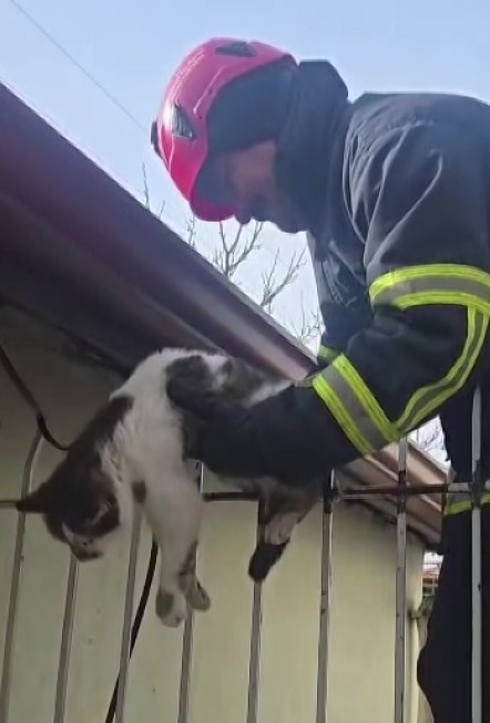 Korkuluğa saplanan kediyi itfaiyeciler kurtardı
