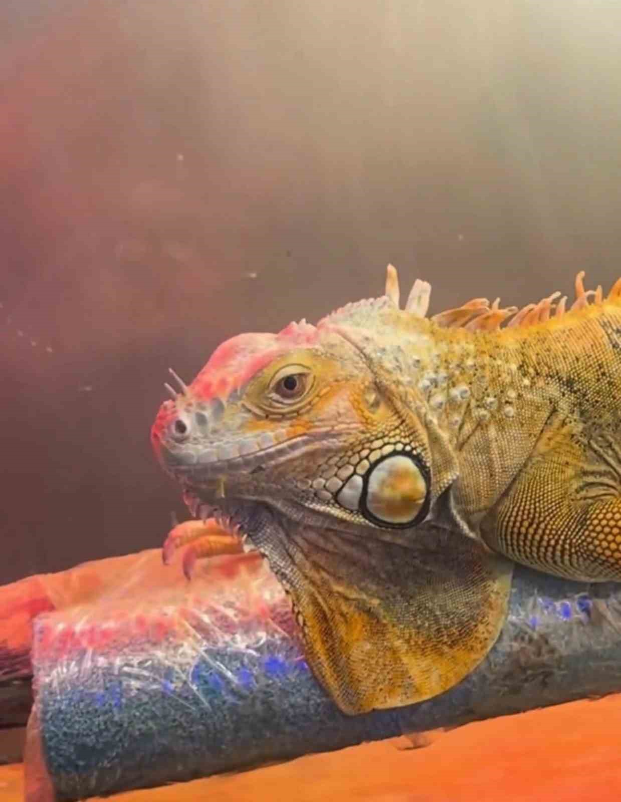 Koruma altındaki 3 hayvan Samsun’da ele geçirildi
