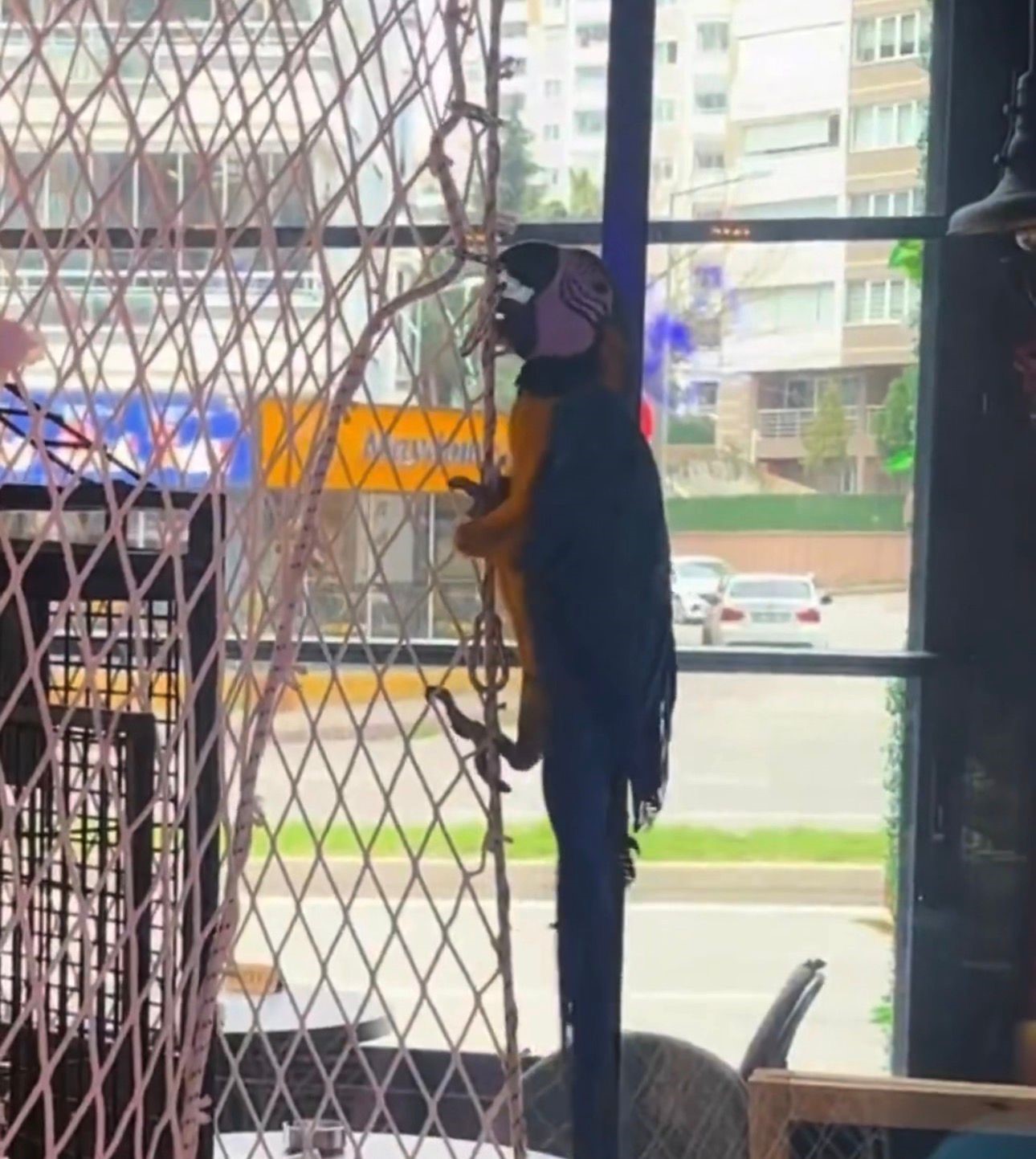 Koruma altındaki 3 hayvan Samsun’da ele geçirildi
