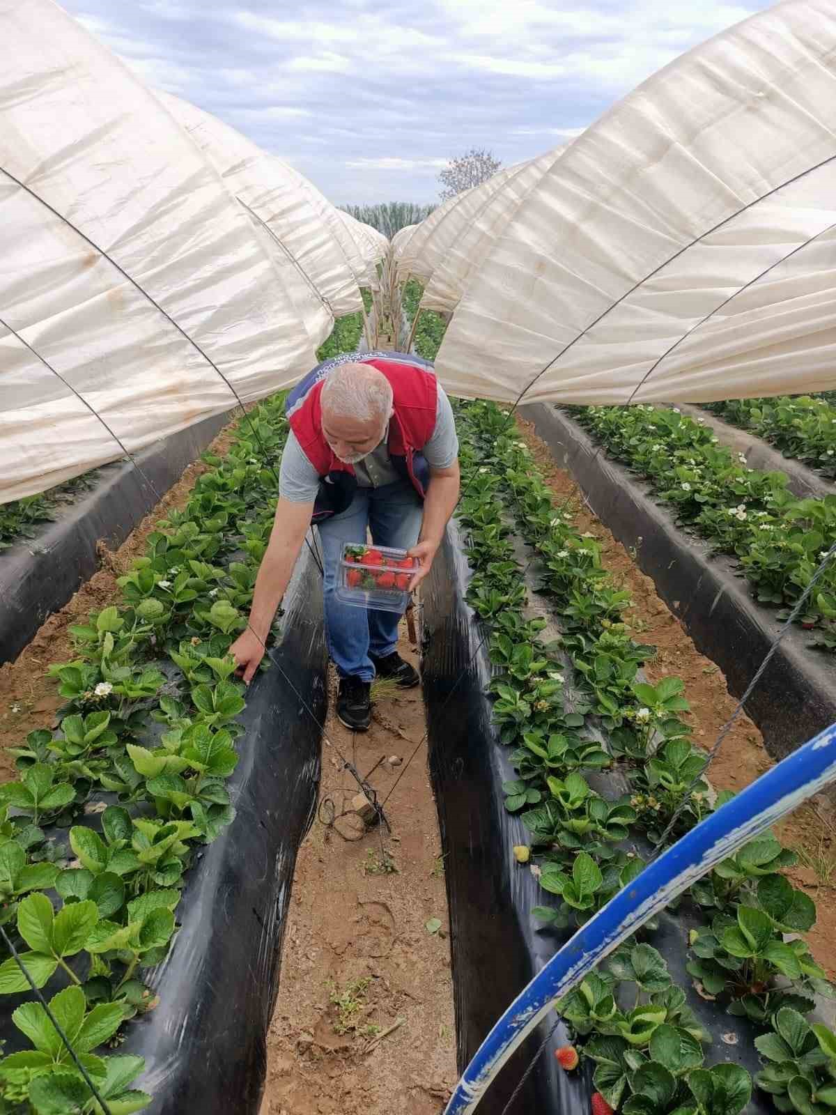 Köşk’te çilekte pestisit denetimi sürüyor
