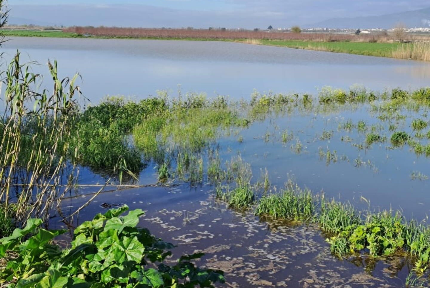 Köşk’te su altında kalan ve zarar gören ekili tarım alanları tespit edildi
