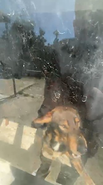 Kötü şartlarda evde tutulan hayvanlar, gençlerin tepkisi sonrası kurtarıldı
