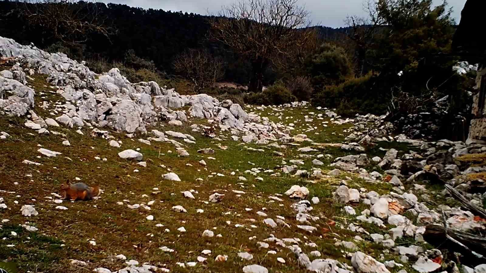 Kovada Gölü Milli Parkı’nda yaban hayatı fotokapana yansıdı
