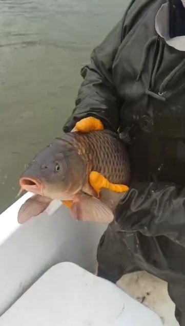 Kovada Gölü’nde kaçak avcılara ait 600 metrelik ağ ele geçirildi
