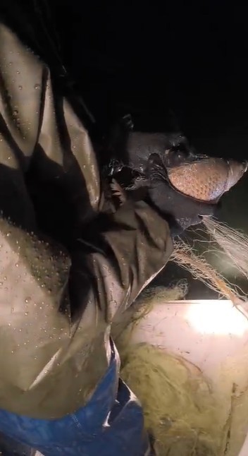 Kovada Gölü’nde yasa dışı avcılığa geçit yok: Kaçak avcılıkta kullanılan 7 çuval ağa el konulurken, balıklar tekrar göle salındı
