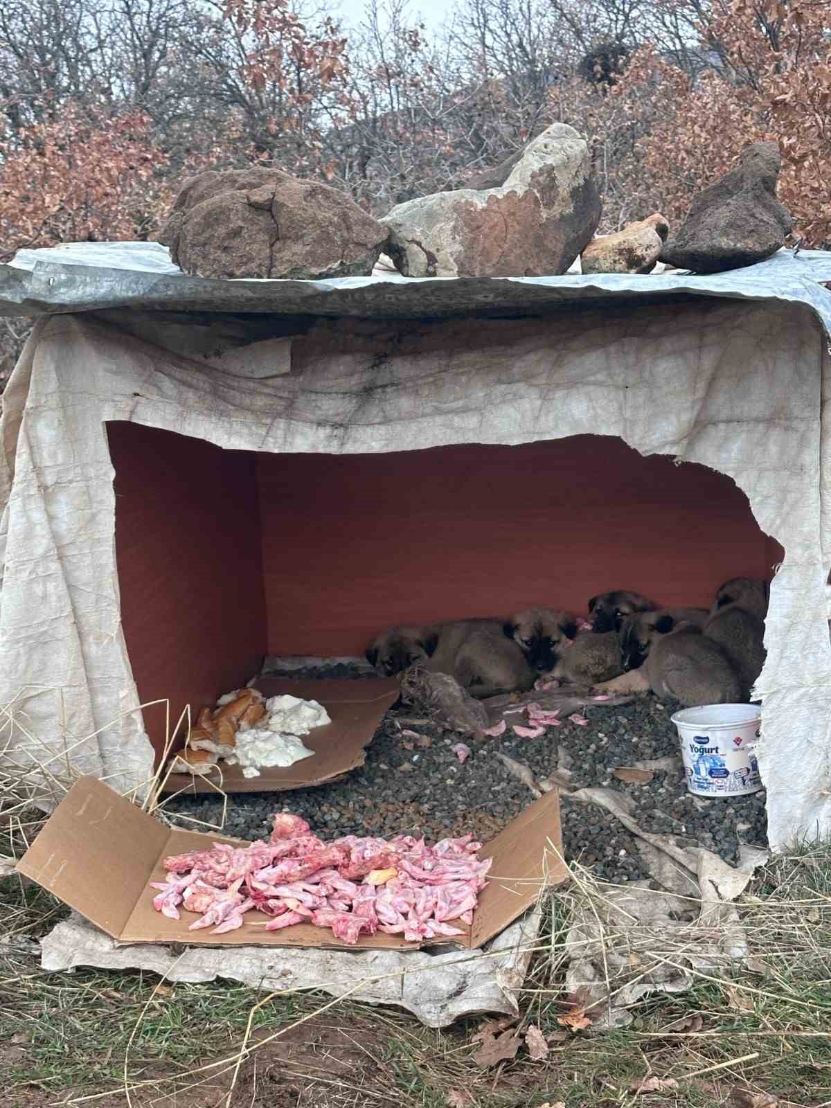 Köy yoluna bırakılan yavru köpeklere jandarmandan şefkat eli
