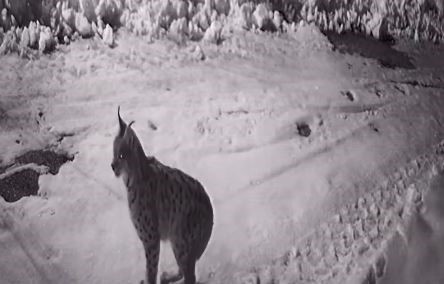 Köye inen aç kalan yabani hayvanlar güvenlik kameralarına yakalandı
