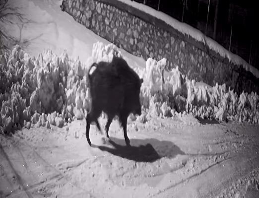 Köye inen aç kalan yabani hayvanlar güvenlik kameralarına yakalandı
