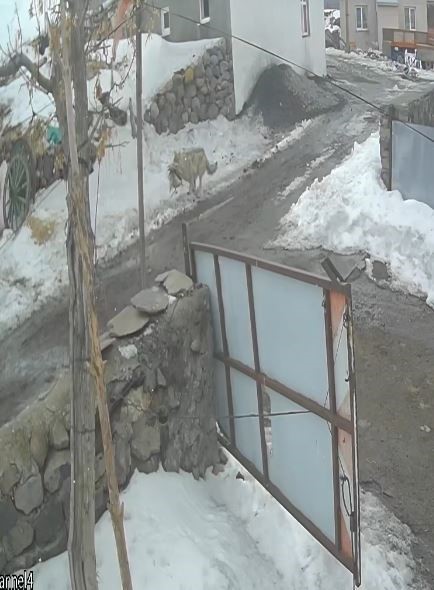 Köye inen kurt kaz sürüsüne saldırdı
