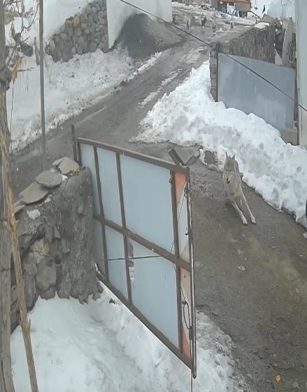 Köye inen kurt kaz sürüsüne saldırdı
