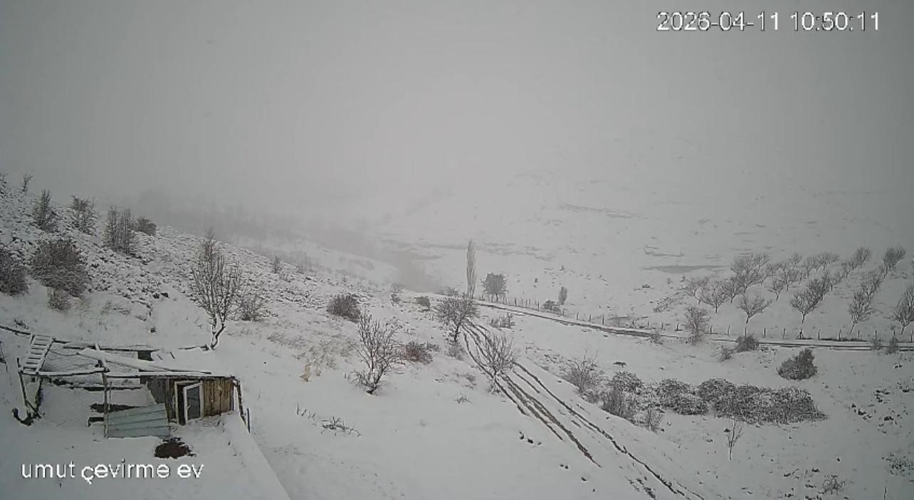 Köye inen kurt sürüsü kameraya yansıdı
