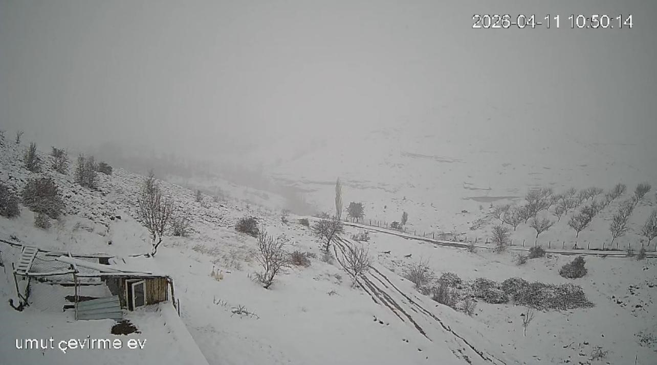 Köye inen kurt sürüsü kameraya yansıdı
