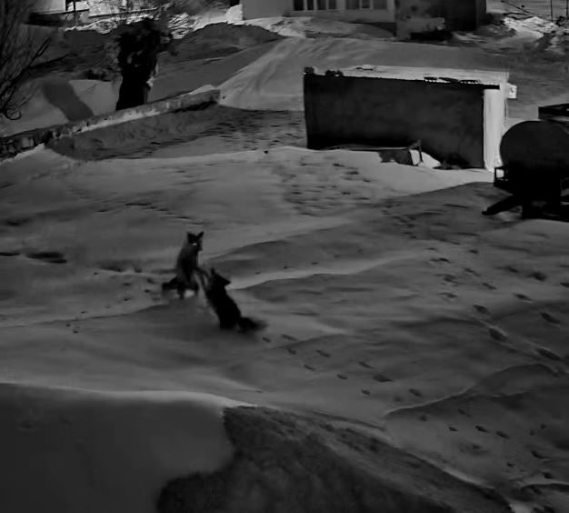 Köye inen tilkiler birbirine girdi, o anlar kameraya yansıdı
