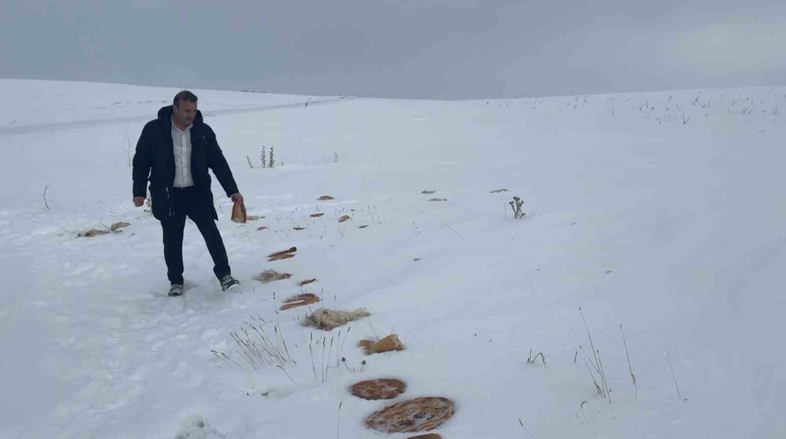 Köyün kâbusu olan kurtlar için araziye yiyecek bırakıldı
