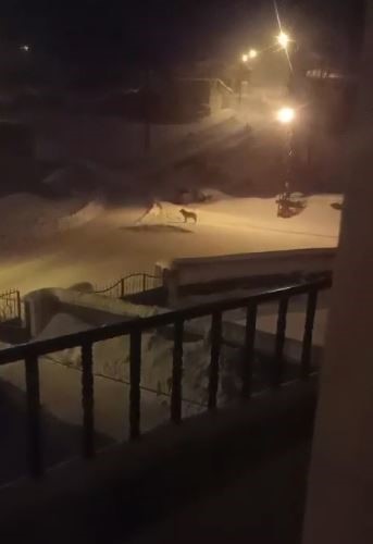 Köyün kâbusu olan kurtlar için araziye yiyecek bırakıldı
