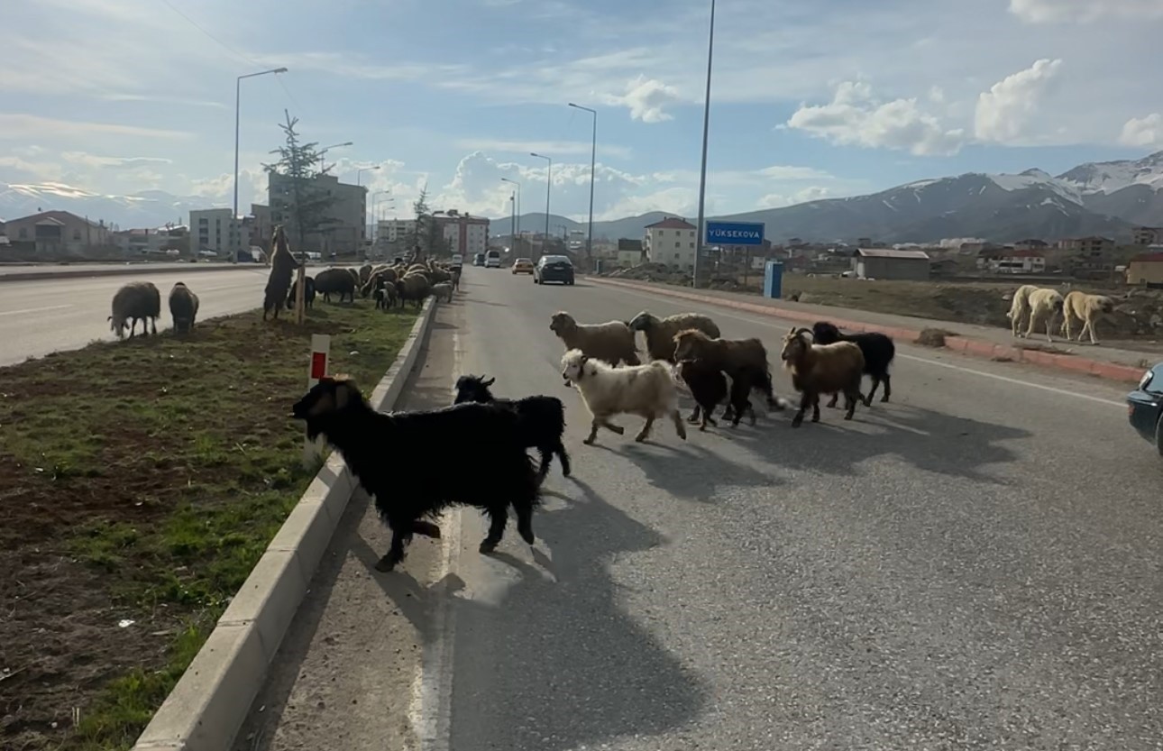 Koyunlar refüjde otladı, sürücüler bekledi
