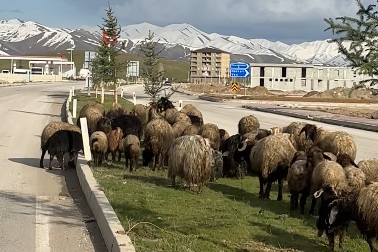 Koyunlar refüjde otladı, sürücüler bekledi
