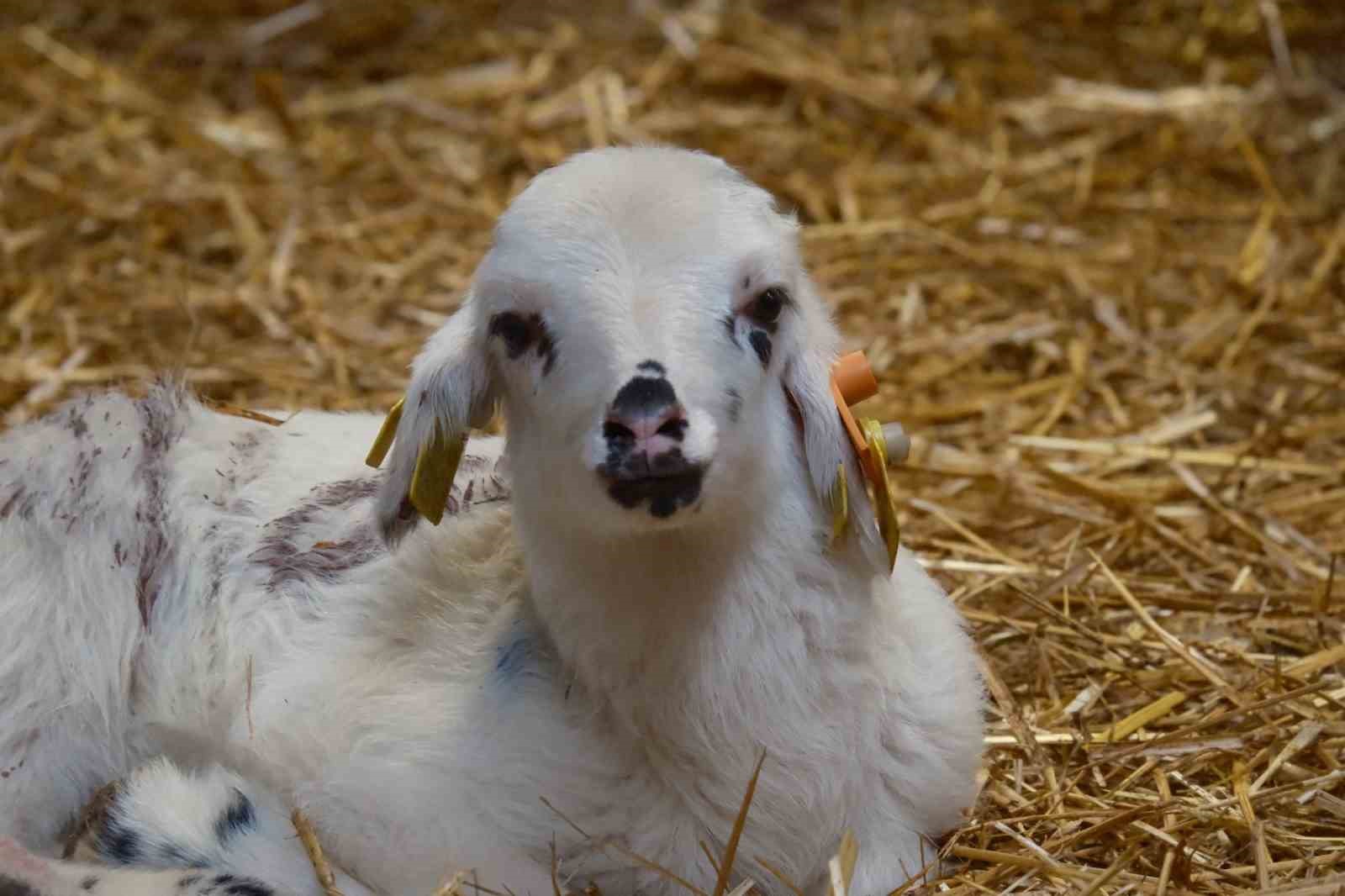 Koyunlara suni tohumlama geliyor
Koyunlara suni tohumlama geliyor