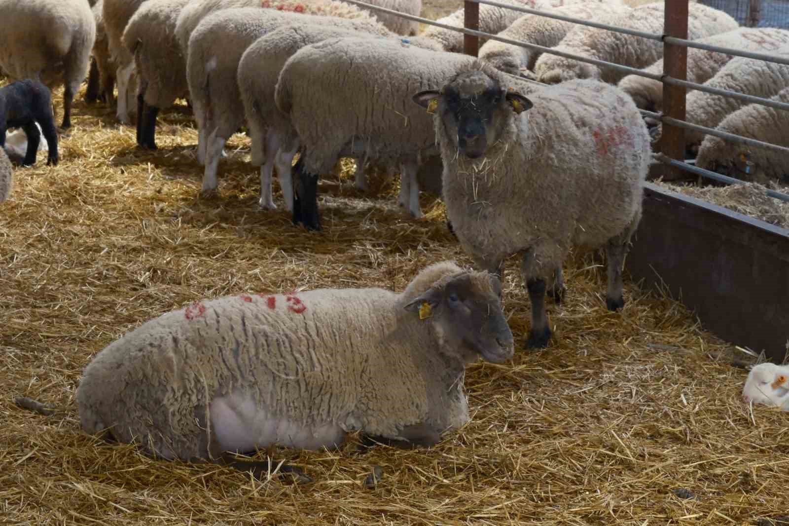 Koyunlara suni tohumlama geliyor
Koyunlara suni tohumlama geliyor