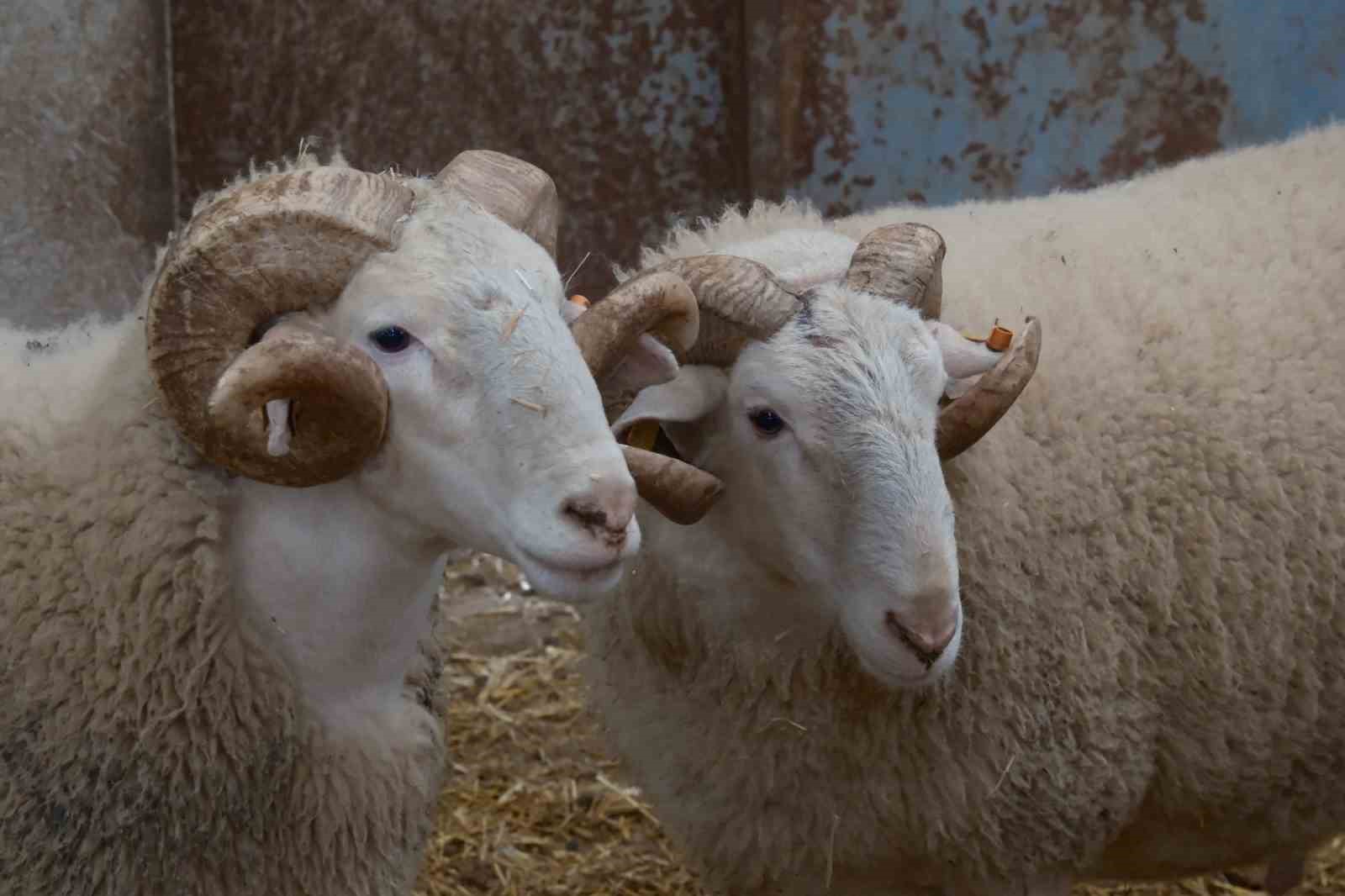 Koyunlara suni tohumlama geliyor
Koyunlara suni tohumlama geliyor