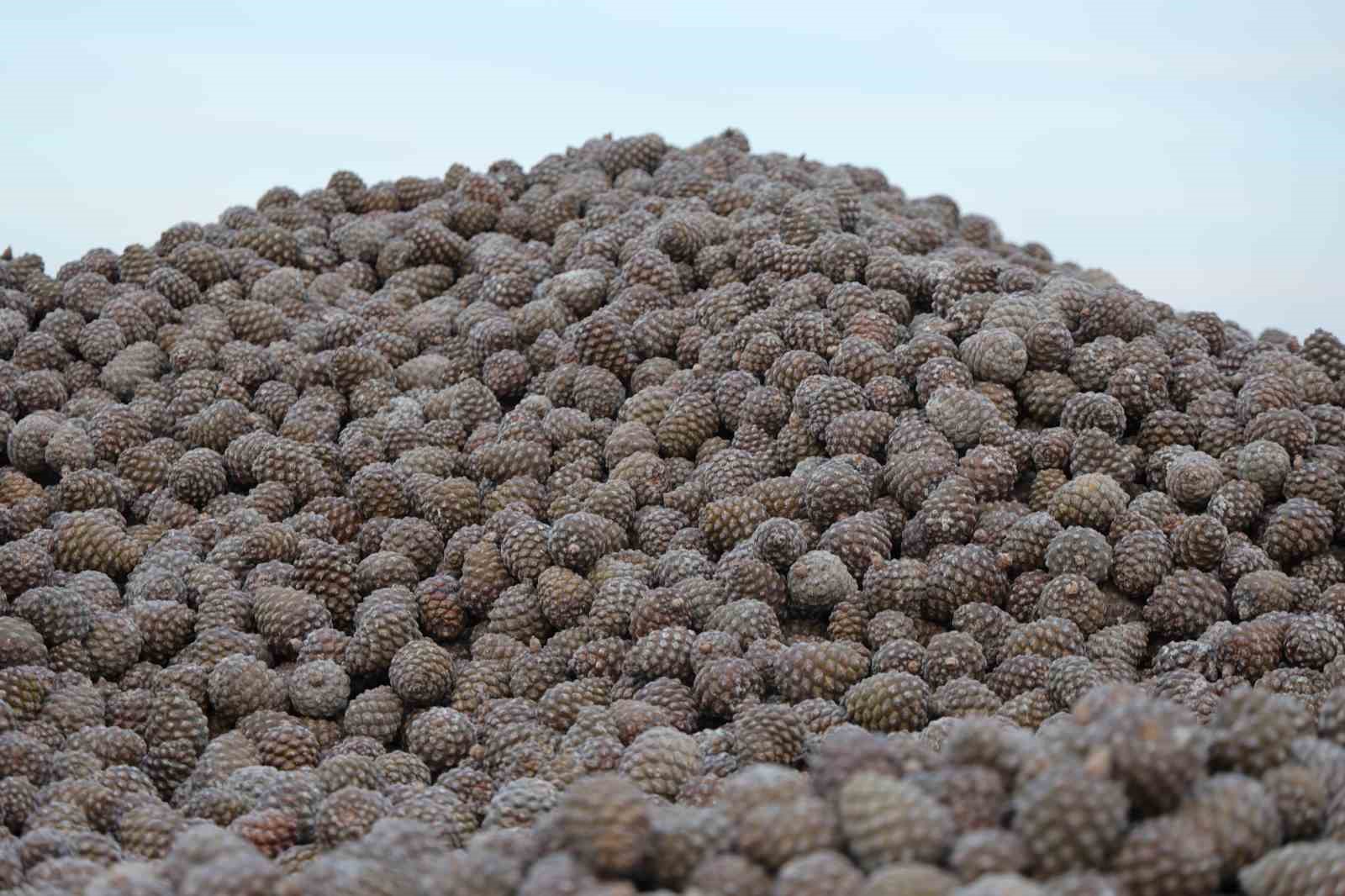 Kozalak işleme tesislerinde yoğun mesai dönemi
