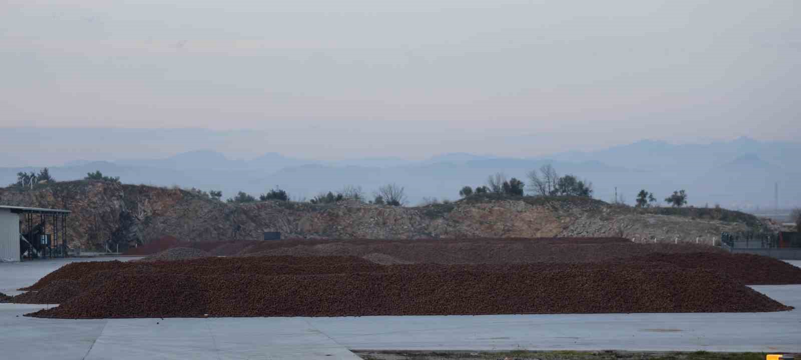 Kozalak işleme tesislerinde yoğun mesai dönemi
