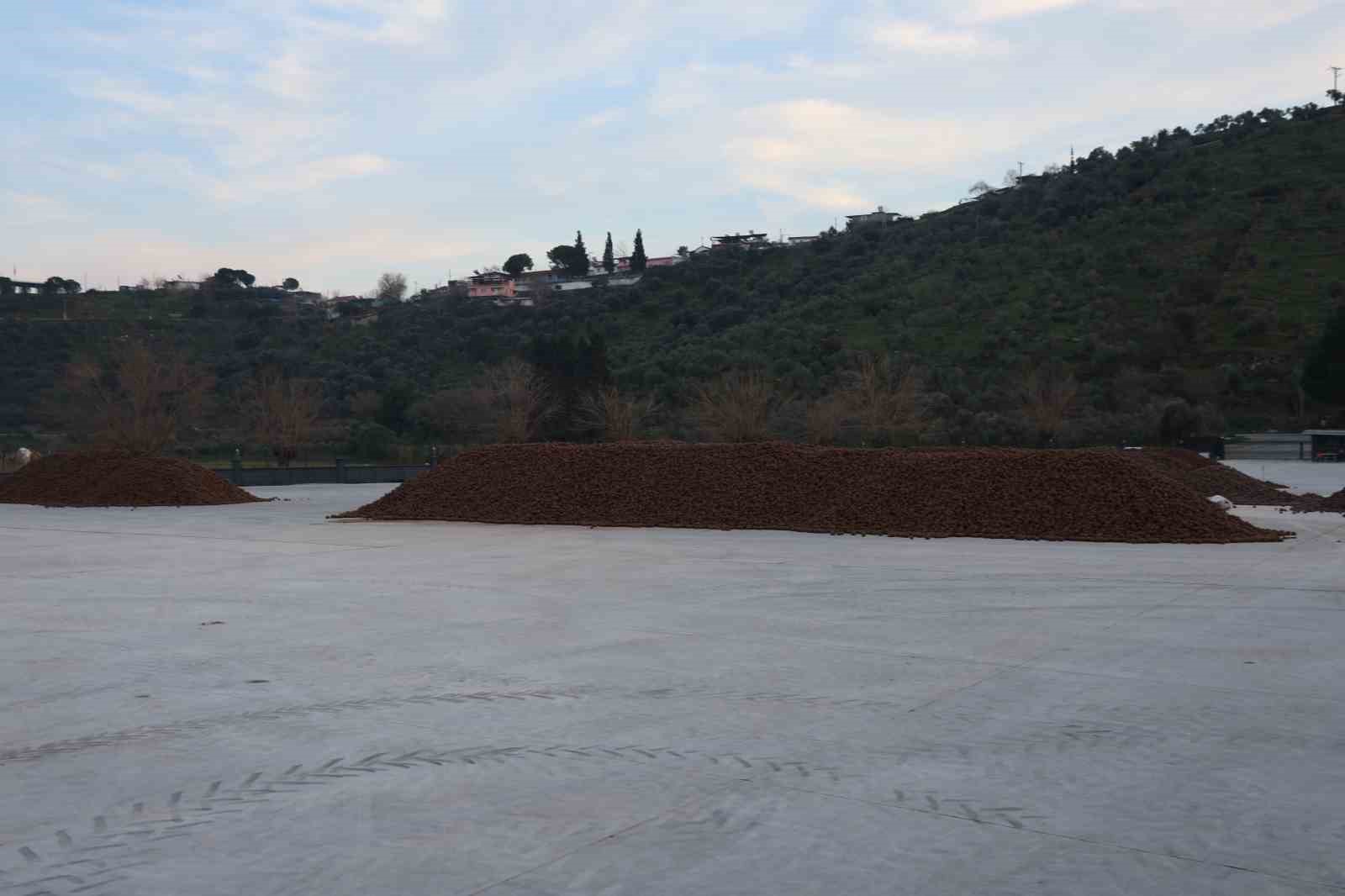 Kozalak işleme tesislerinde yoğun mesai dönemi

